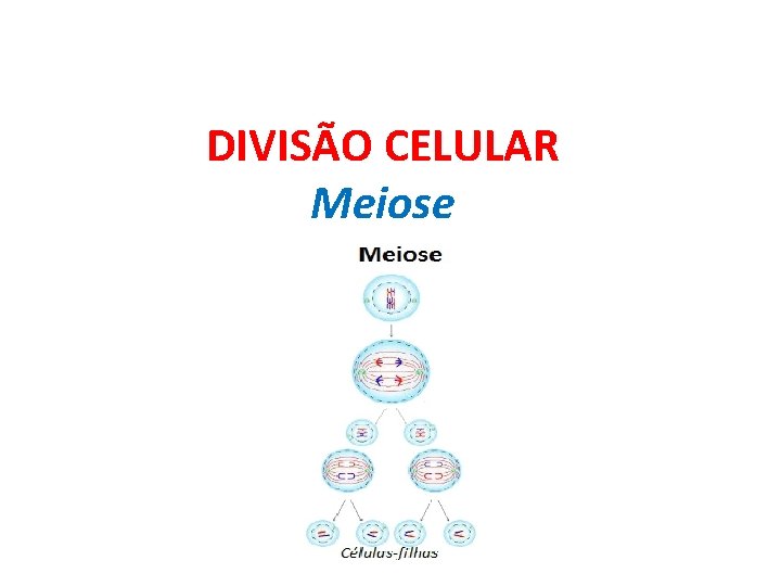 DIVISÃO CELULAR Meiose 