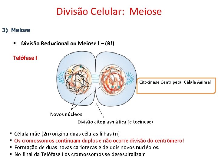 Divisão Celular: Meiose 3) Meiose § Divisão Reducional ou Meiose I – (R!) Telófase
