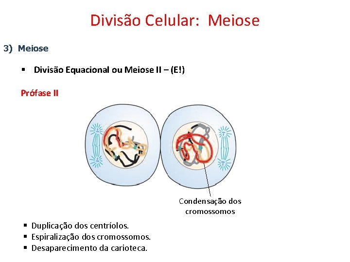 Divisão Celular: Meiose 3) Meiose § Divisão Equacional ou Meiose II – (E!) Prófase
