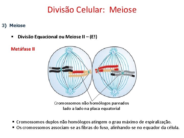 Divisão Celular: Meiose 3) Meiose § Divisão Equacional ou Meiose II – (E!) Metáfase