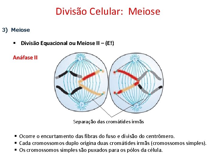 Divisão Celular: Meiose 3) Meiose § Divisão Equacional ou Meiose II – (E!) Anáfase