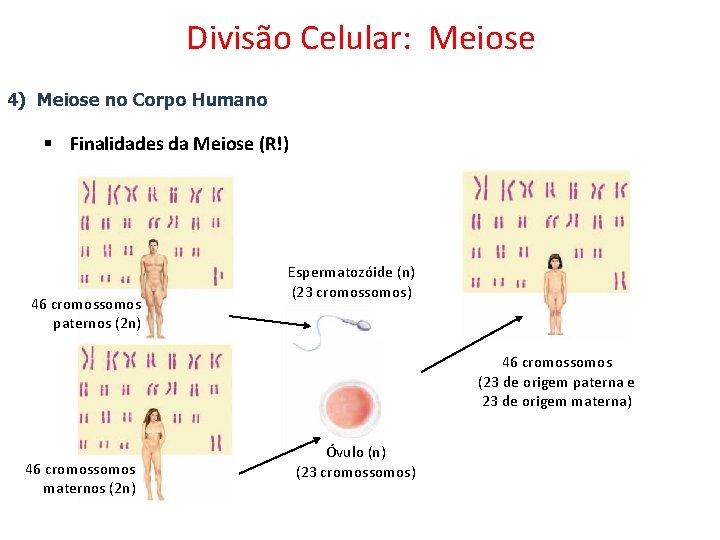 Divisão Celular: Meiose 4) Meiose no Corpo Humano § Finalidades da Meiose (R!) 46