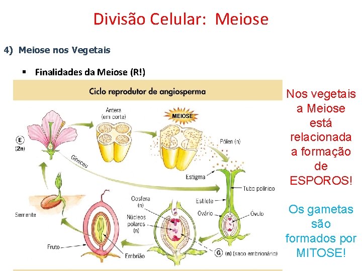 Divisão Celular: Meiose 4) Meiose nos Vegetais § Finalidades da Meiose (R!) Nos vegetais