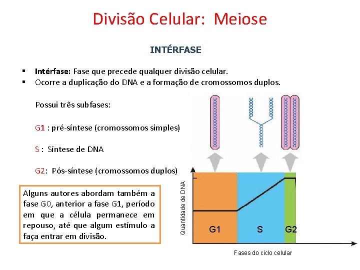 Divisão Celular: Meiose INTÉRFASE § § Intérfase: Fase que precede qualquer divisão celular. Ocorre