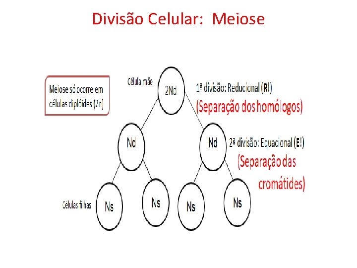 Divisão Celular: Meiose Célula mãe 