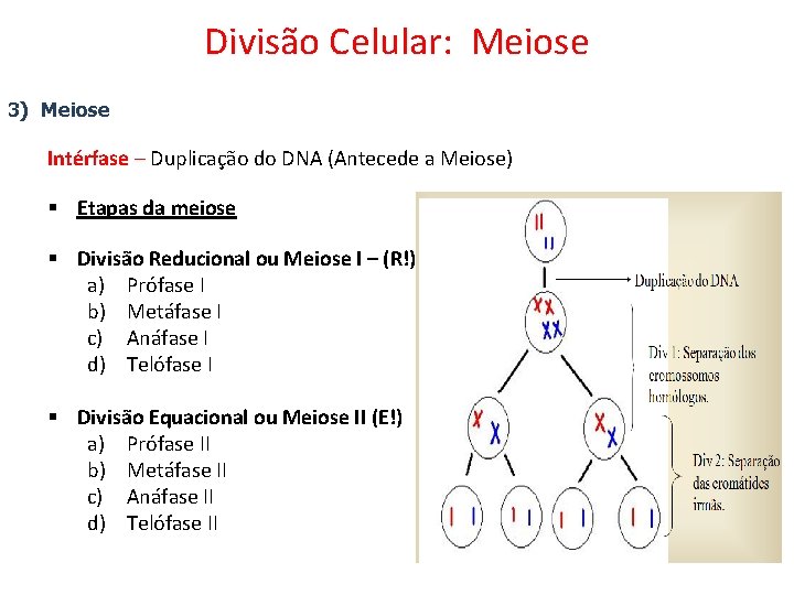 Divisão Celular: Meiose 3) Meiose Intérfase – Duplicação do DNA (Antecede a Meiose) §