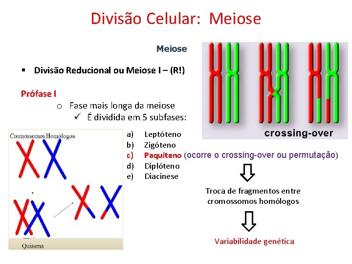 Divisão Celular: Meiose § Divisão Reducional ou Meiose I – (R!) Prófase I o