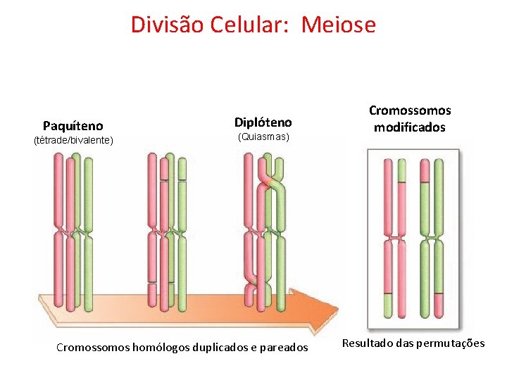 Divisão Celular: Meiose Paquíteno (tétrade/bivalente) Diplóteno (Quiasmas) Cromossomos homólogos duplicados e pareados Cromossomos modificados