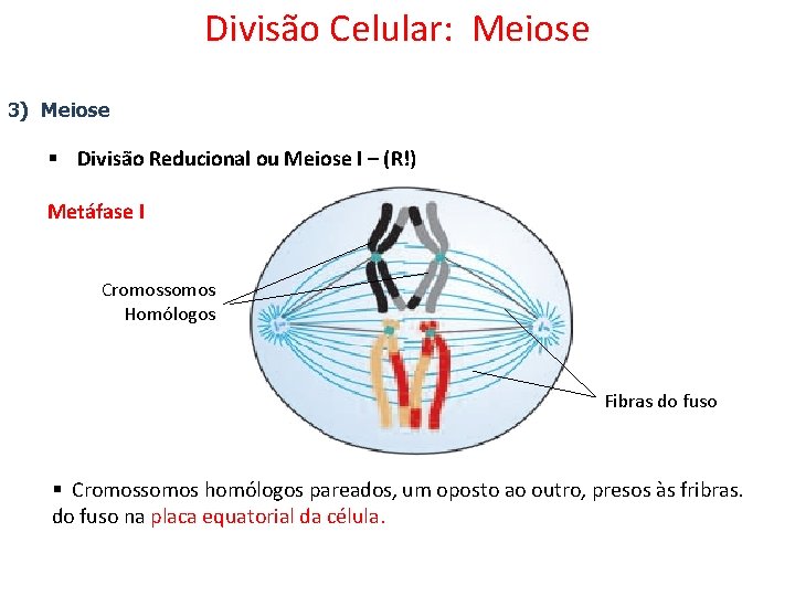 Divisão Celular: Meiose 3) Meiose § Divisão Reducional ou Meiose I – (R!) Metáfase