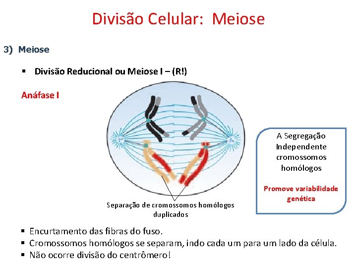 Divisão Celular: Meiose 3) Meiose § Divisão Reducional ou Meiose I – (R!) Anáfase