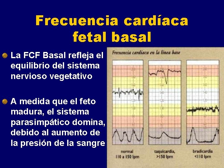 Frecuencia cardíaca fetal basal La FCF Basal refleja el equilibrio del sistema nervioso vegetativo