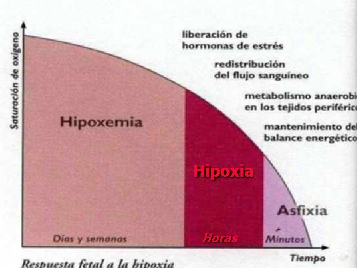 Hipoxia Horas 