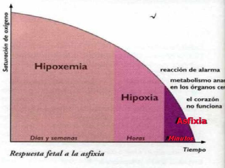 Asfixia Minutos 