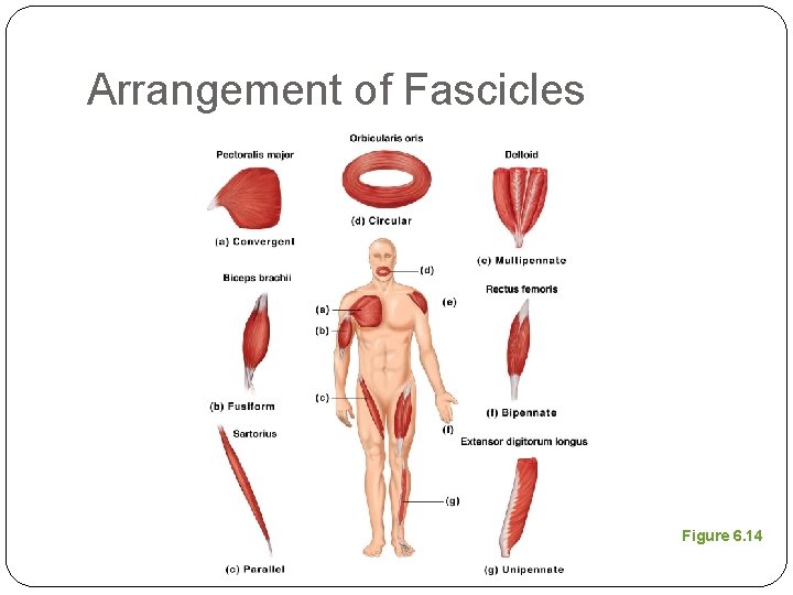 Arrangement of Fascicles Figure 6. 14 