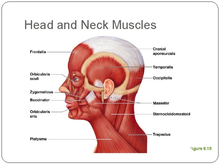 Head and Neck Muscles Figure 6. 15 