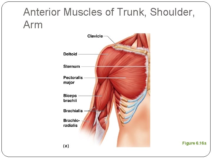 Anterior Muscles of Trunk, Shoulder, Arm Figure 6. 16 a 