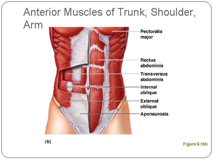 Anterior Muscles of Trunk, Shoulder, Arm Figure 6. 16 b 