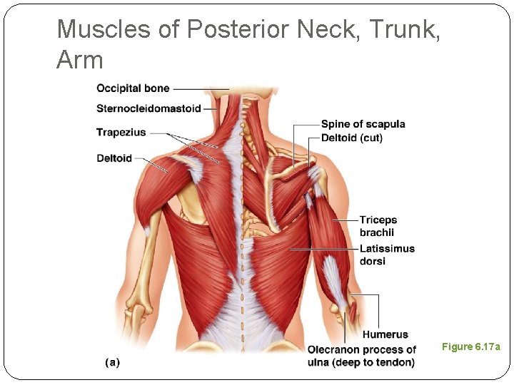 Muscles of Posterior Neck, Trunk, Arm Figure 6. 17 a 