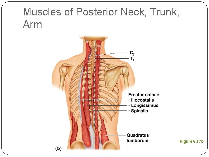 Muscles of Posterior Neck, Trunk, Arm Figure 6. 17 b 