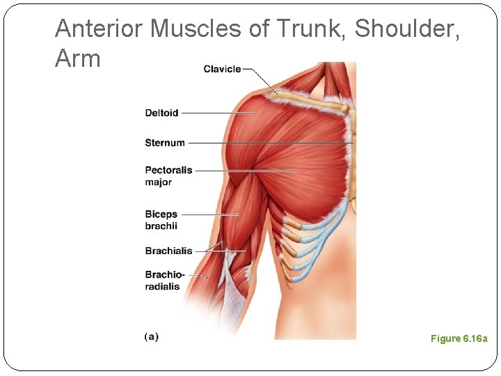 Anterior Muscles of Trunk, Shoulder, Arm Figure 6. 16 a 