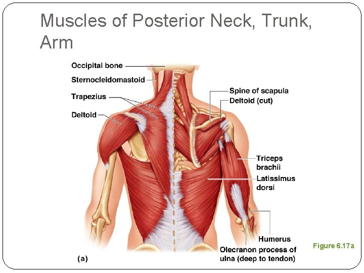 Muscles of Posterior Neck, Trunk, Arm Figure 6. 17 a 