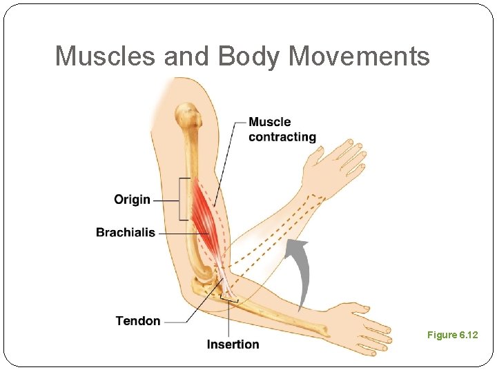 Muscles and Body Movements Figure 6. 12 