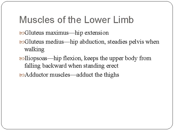 Muscles of the Lower Limb Gluteus maximus—hip extension Gluteus medius—hip abduction, steadies pelvis when
