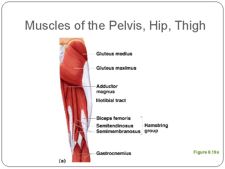 Muscles of the Pelvis, Hip, Thigh Figure 6. 19 a 