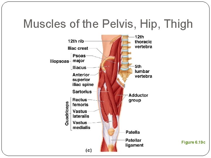 Muscles of the Pelvis, Hip, Thigh Figure 6. 19 c 