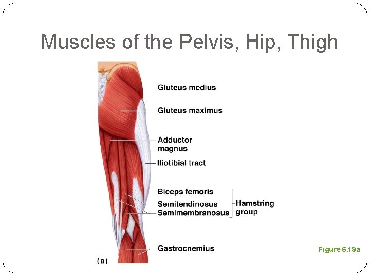 Muscles of the Pelvis, Hip, Thigh Figure 6. 19 a 