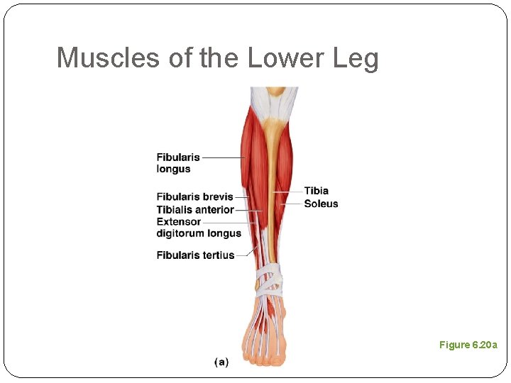 Muscles of the Lower Leg Figure 6. 20 a 