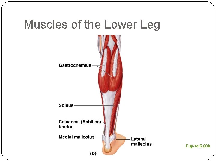 Muscles of the Lower Leg Figure 6. 20 b 