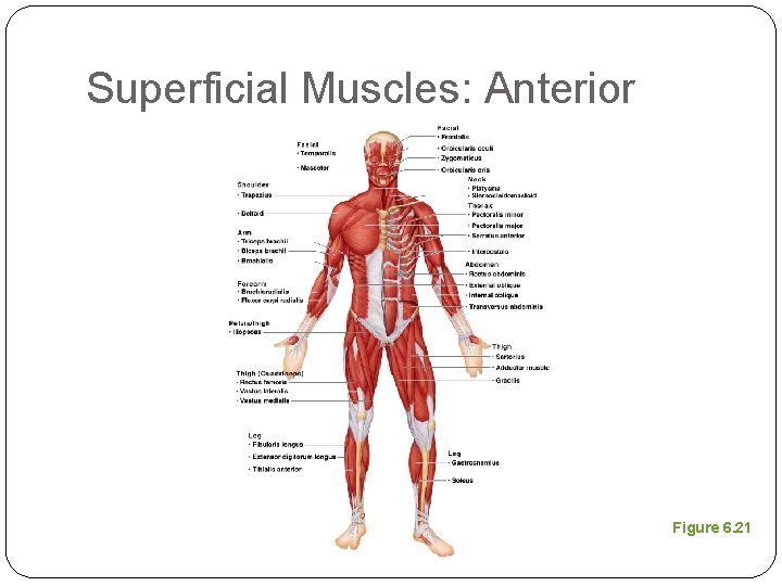 Superficial Muscles: Anterior Figure 6. 21 