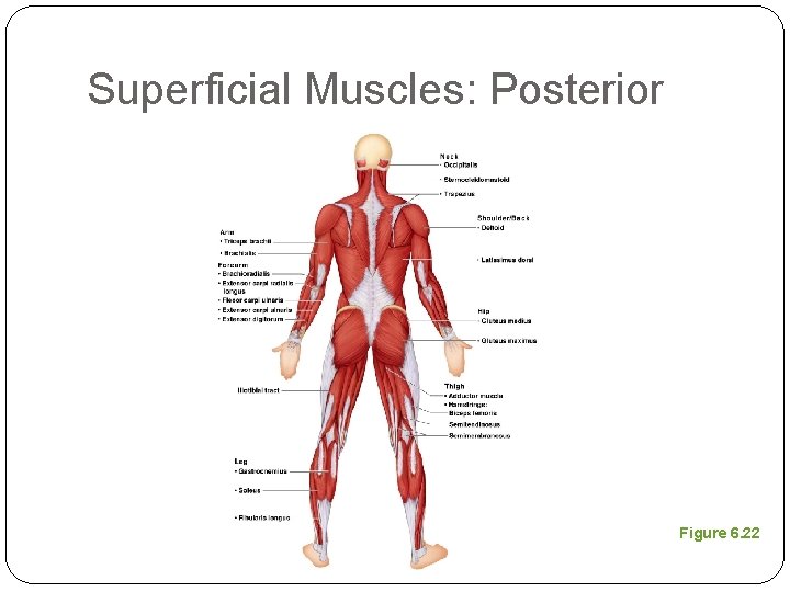 Superficial Muscles: Posterior Figure 6. 22 