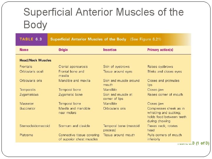 Superficial Anterior Muscles of the Body Table 6. 3 (1 of 3) 