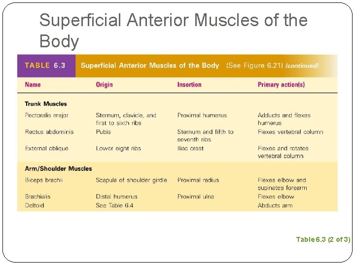 Superficial Anterior Muscles of the Body Table 6. 3 (2 of 3) 