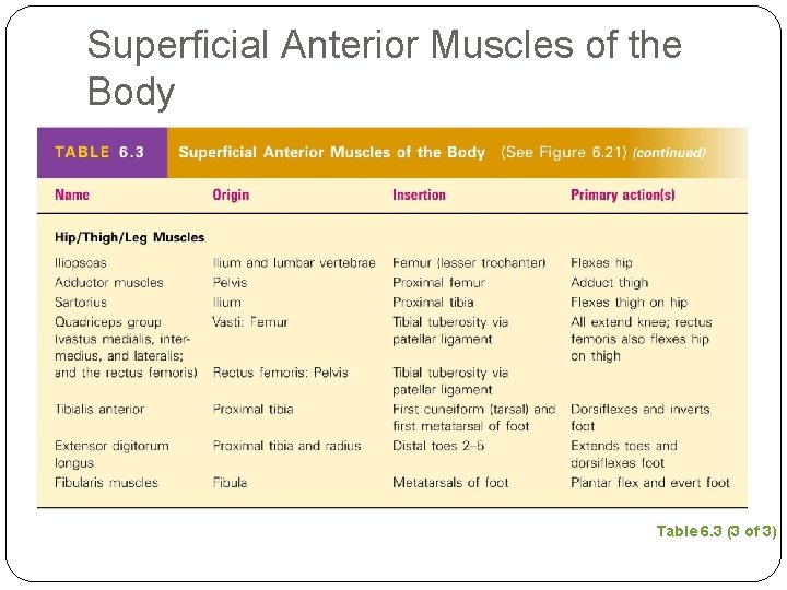 Superficial Anterior Muscles of the Body Table 6. 3 (3 of 3) 