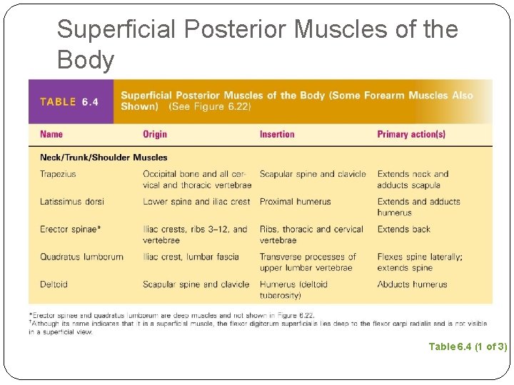 Superficial Posterior Muscles of the Body Table 6. 4 (1 of 3) 