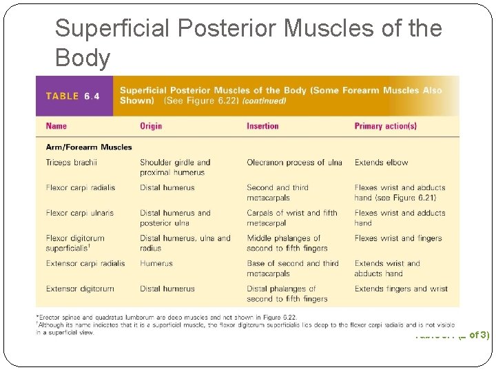 Superficial Posterior Muscles of the Body Table 6. 4 (2 of 3) 