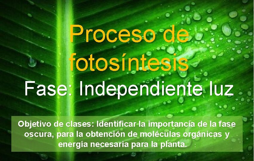 Proceso de fotosíntesis Fase: Independiente luz Objetivo de clases: Identificar la importancia de la