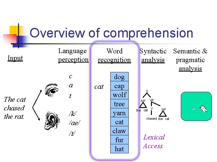 Overview of comprehension Input The cat chased the rat. Language perception c a t