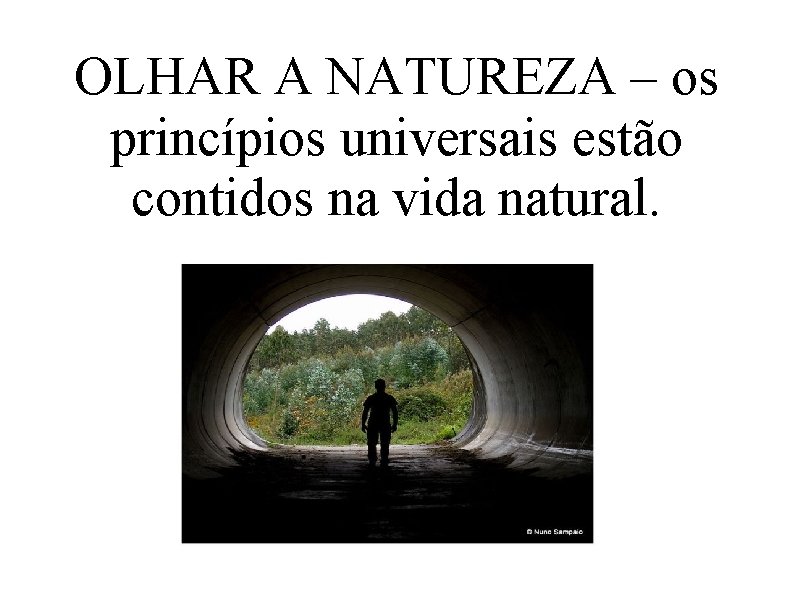 OLHAR A NATUREZA – os princípios universais estão contidos na vida natural. 