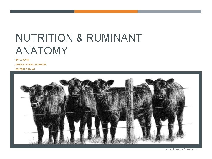 NUTRITION & RUMINANT ANATOMY BY C. KOHN AGRICULTURAL SCIENCES WATERFORD, WI 1 Image Source: