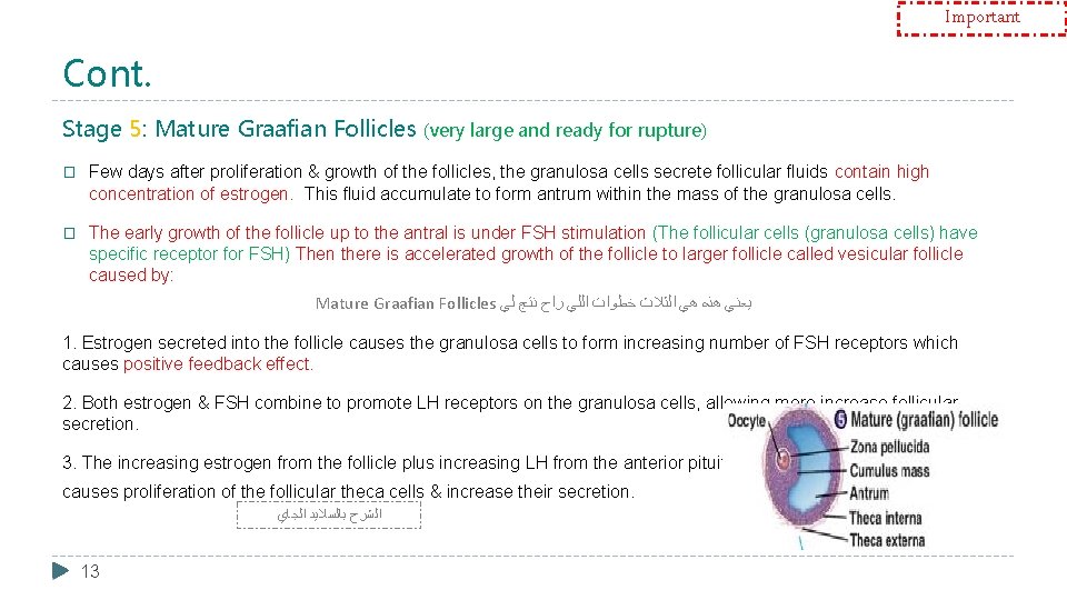 Important Cont. Stage 5: Mature Graafian Follicles (very large and ready for rupture) �