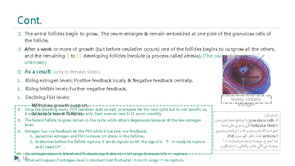 Cont. � The antral follicles begin to grow. The ovum enlarges & remain embedded