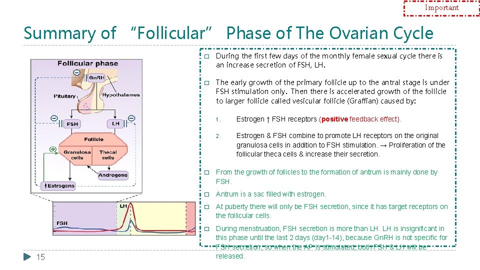 Important Summary of “Follicular” Phase of The Ovarian Cycle 15 � During the first