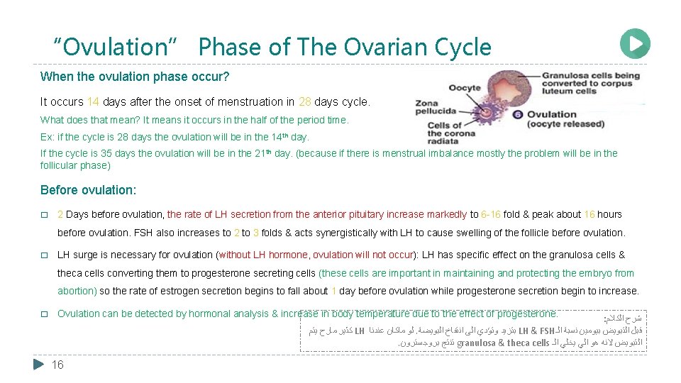 “Ovulation” Phase of The Ovarian Cycle When the ovulation phase occur? It occurs 14