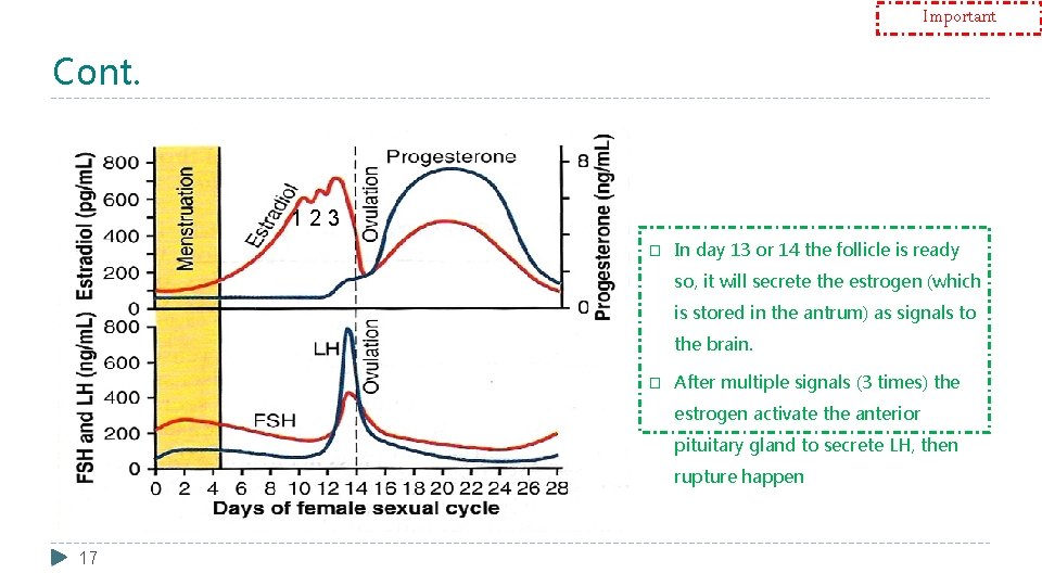 Important Cont. 123 � In day 13 or 14 the follicle is ready so,