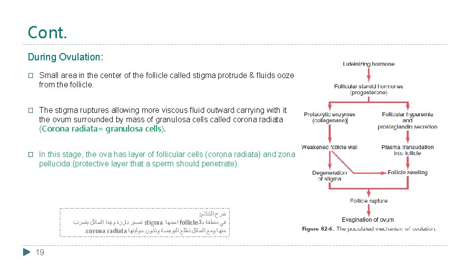 Cont. During Ovulation: � Small area in the center of the follicle called stigma