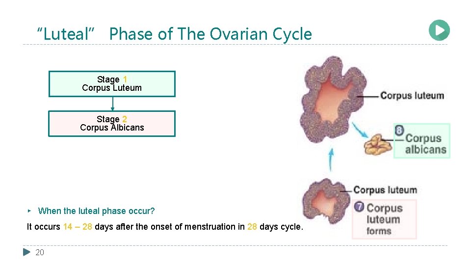 “Luteal” Phase of The Ovarian Cycle Stage 1 Corpus Luteum Stage 2 Corpus Albicans